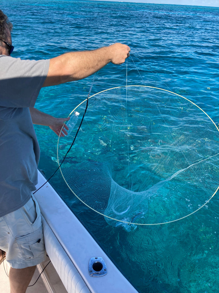 Ballyhoo Bait Net - Collapsible Hoop Net Ballyhoo Bait Net - Collapsible Hoop Net